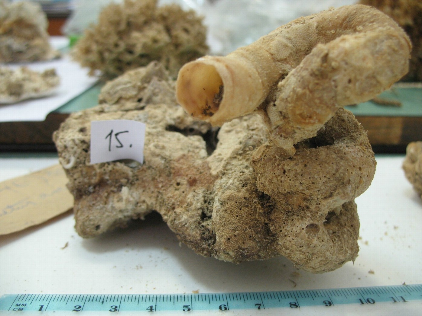 Vermes e Mollusca